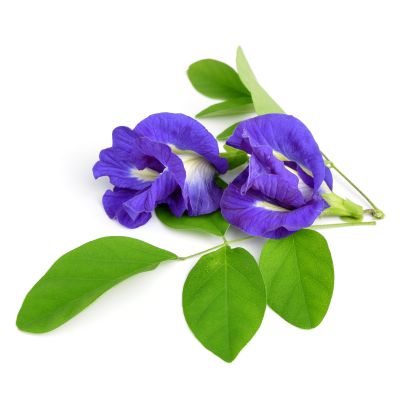 KÉK TEA Clitoria ternatea