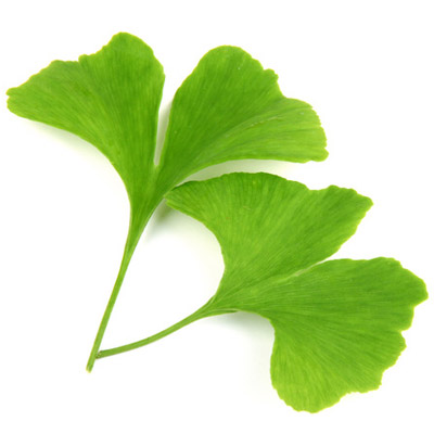 Ginkgo biloba