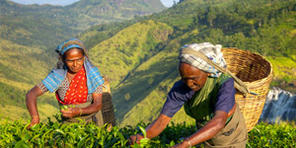Tea magazin, avagy illatos utazások… Srí Lankába