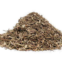 Közönséges vasfű (Verbena officinalis)